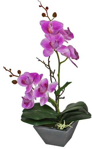 Тянь Си активизация